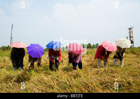 Femme de l'Inde de la récolte du riz dans les rizières Banque D'Images