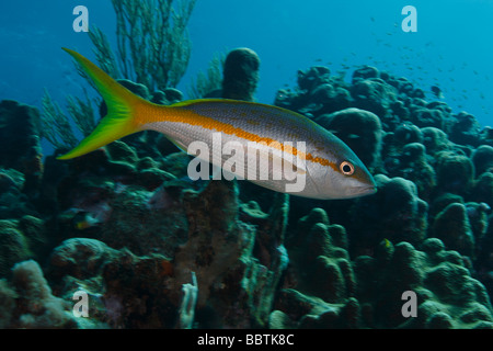 Ocyurus chrysurus vivaneau à queue jaune en face de coral reef Banque D'Images