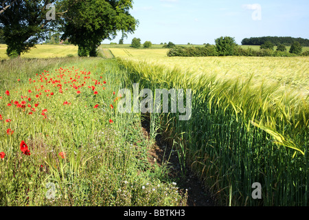 De plus en plus aux côtés de coquelicots d'une récolte de blé dans le célèbre 'Poppyland' Norfolk de Grande-Bretagne Banque D'Images