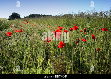 De plus en plus aux côtés de coquelicots d'une récolte de blé dans le célèbre 'Poppyland' Norfolk de Grande-Bretagne Banque D'Images