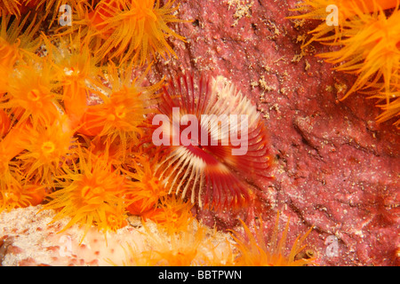 Split Couronne Feather Duster Worm Anamobaea orstedii avec Orange Corail Coupe Tubastraea coccinea Banque D'Images