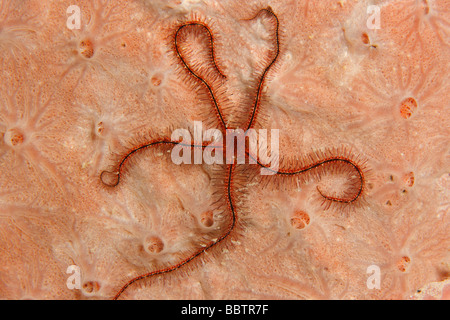 Star fragile éponge éponge sur suensonii Ophiothrix Banque D'Images