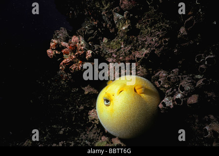 Guieafowl poisson-globe Arothron meleagris gonflés avec de l'eau près de mur de corail se déplacer pour la protection défensive Îles Galápagos Banque D'Images