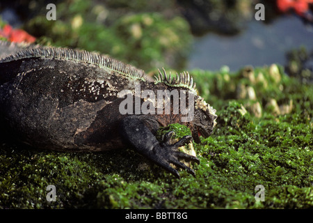 Iguane marin Amblyrhynchus cristatus se nourrissant d'algues couvrant qui affleurent à marée basse l'île des Galapagos Océan Pacifique Banque D'Images