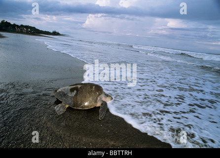 La tortue olivâtre Lepidochelys olivacea retour à la mer après la ponte d'œufs pendant Arribada Ostional Arrivée Costa Rica Banque D'Images