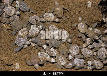 Les nouveau-nés de tortues olivâtres Lepidochelys olivacea sur chemin de la mer Costa Rica Ostional Banque D'Images