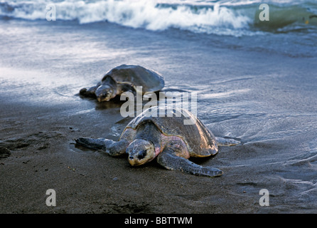 Arrivée Arrivée de tortues olivâtres Lepidochelys olivacea à pondre des oeufs Ostional Costa Rica Banque D'Images