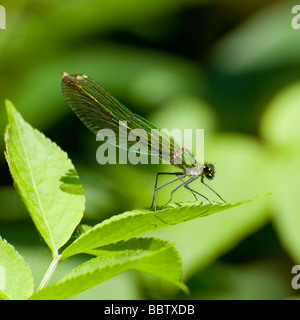 Demoiselle / Agrion Damselfly, femelle (Calopteryx splendens / Agrion splendens) Kent, Royaume-Uni, juin. Banque D'Images