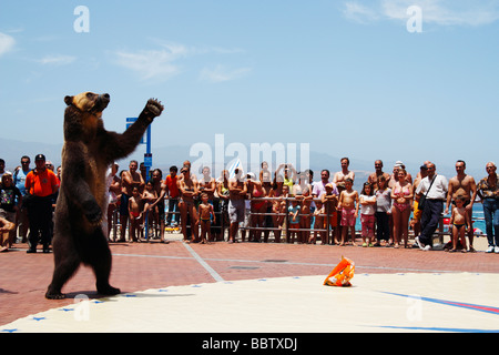 Ours de cirque d'effectuer en Espagne Banque D'Images