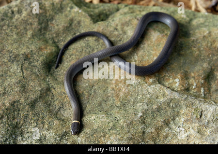 Le nord du serpent à collier dans la région de Floyd County Indiana Banque D'Images