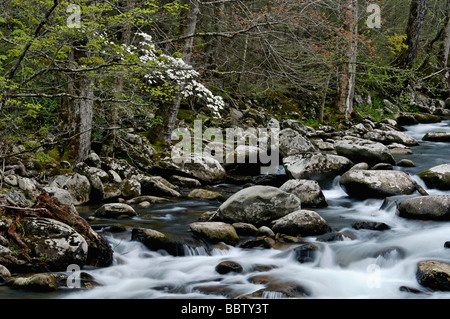 Sur le cornouiller de printemps la broche du milieu de la rivière Little à Tremont dans le Great Smoky Mountains National Park Utah Banque D'Images