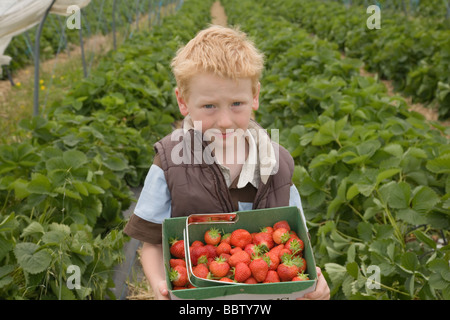 La cueillette des fraises à un garçon choisissez votre propre ferme Banque D'Images