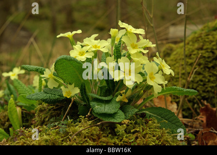 Primula vulgaris Wild primroses - Banque D'Images