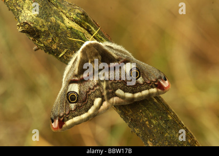 Une femelle papillon empereur - Saturnia pavonia Banque D'Images