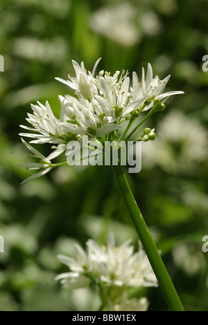 Ramsons ou l'ail des ours - Allium ursinum Banque D'Images