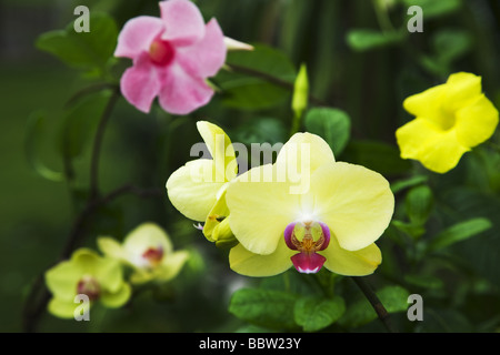 Fleurs jaune et rose Banque D'Images