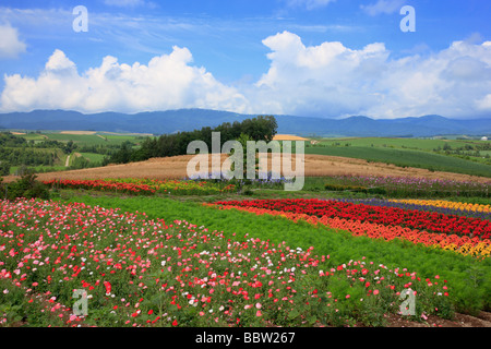 Dans un champ en fleurs fleurs Banque D'Images