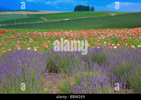 Dans un champ en fleurs fleurs Banque D'Images