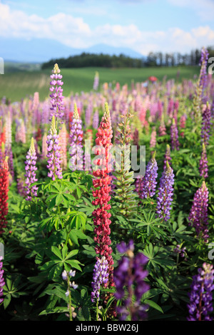 En fleurs fleurs de lupin dans un champ Banque D'Images