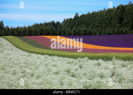 Fleurs éclatantes dans un champ en fleurs Banque D'Images