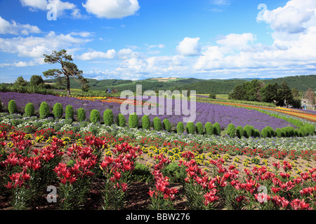 Floraison de fleurs éclatantes dans les terres agricoles Banque D'Images