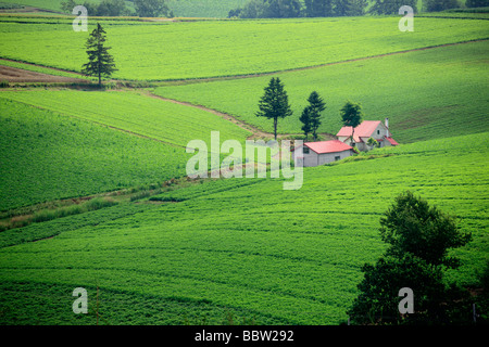 Granges rouges dans une prairie verte Banque D'Images