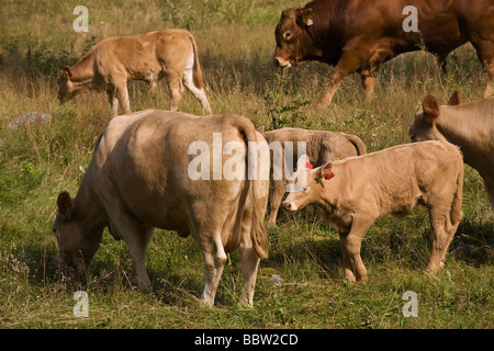 Troupeau de vaches avec des veaux broute des vert pour le pré Banque D'Images