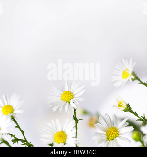 Un blanc de marguerites. Profondeur de champ. Banque D'Images