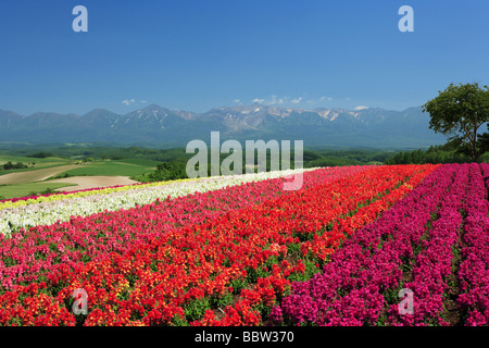 Domaine de fleurs avec des prairies et des montagnes en arrière-plan Banque D'Images