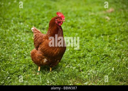 Poulet domestique sur un pré Banque D'Images