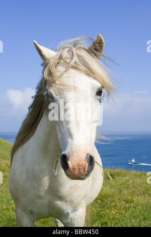 White stallion sur une prairie côtière avec un bateau de pêche dans l'arrière-plan Banque D'Images