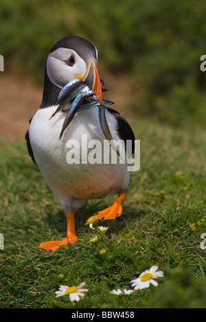 Macareux moine (Fratercula arctica) transportant plusieurs lançons dans son projet de loi Banque D'Images