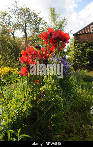 Coquelicots dans un jardin typiquement anglais, à l'East Lambrook Manor Gardens, South Petherton, Somerset conçu par Margery Fish Banque D'Images