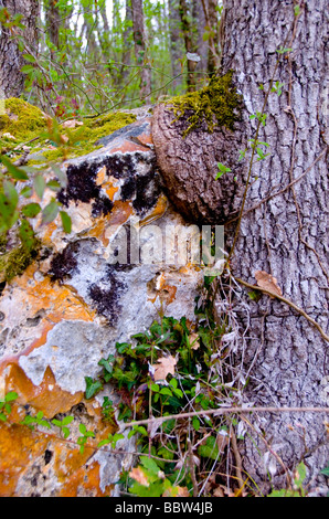 Arbre qui pousse sur un rocher en France Banque D'Images