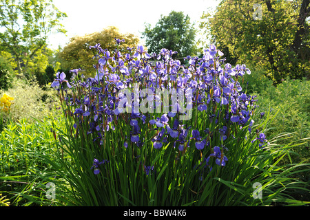 Iris dans un jardin typiquement anglais, à l'East Lambrook Manor Gardens, South Petherton, Somerset conçu par Margery Fish Banque D'Images