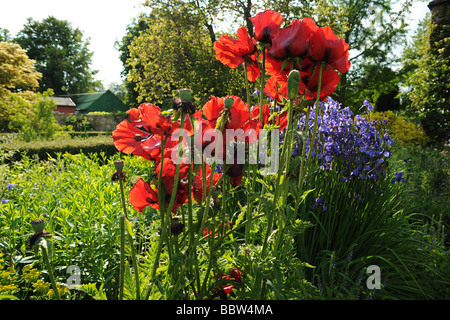 Coquelicots dans un jardin typiquement anglais, à l'East Lambrook Manor Gardens, South Petherton, Somerset conçu par Margery Fish Banque D'Images