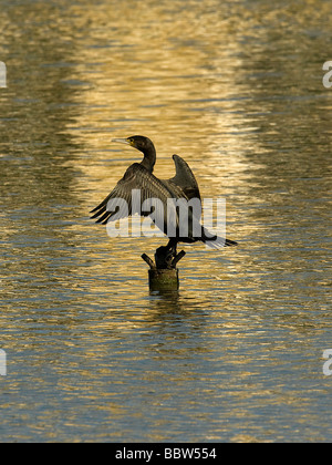 Cormoran Phalacrocorax carbo ailes de séchage sur la base de la fontaine à Palm House Pond Kew Gardens Banque D'Images