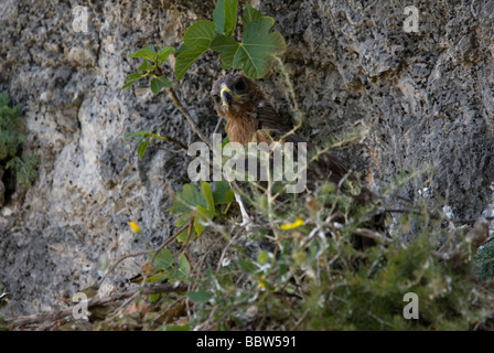 Soixante-dix jours aigle de Bonelli chick standing in nest Banque D'Images