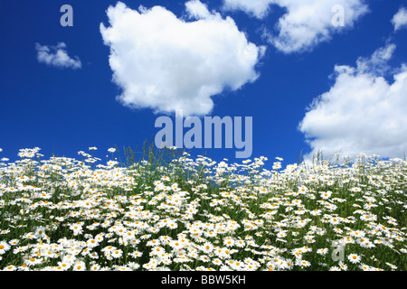 Les marguerites blanches au printemps en pleine croissance Banque D'Images