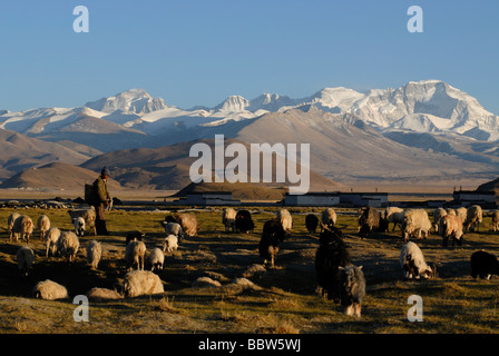 Tibetan berger avec troupeau de moutons en face de la montagne enneigée Cho Oyo, 8112 m, dans le plateau de Tingri avec le Tibet buildi Banque D'Images