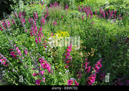 Jardin anglais à l'East Lambrook Manor Gardens, South Petherton, Somerset conçu par Margery Fish Banque D'Images