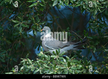 Pigeon ramier Columba palumbus au chêne vert Banque D'Images