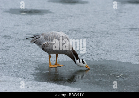 Headeed Bar goose Anser indicus tente de boire de l'étang glacé Banque D'Images