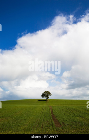 Arbre de chêne en champ arable, près de Carlow, Co Carlow, Irlande Banque D'Images