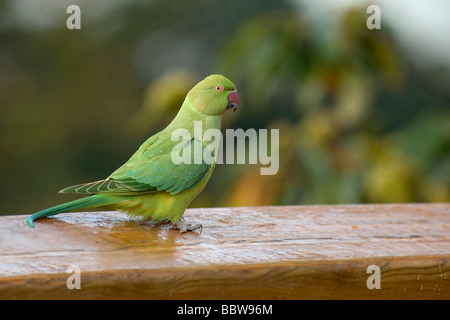 Perruche à collier Psittacula krameri ring sur la main courante de Xstrata Treetop Walkway tôt le matin Octobre à Kew Gardens Banque D'Images