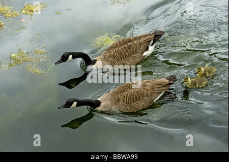 La bernache du Canada Branta canadensis famille baigne parmi les algues vertes vers le Sackler Crossing sur le lac Banque D'Images