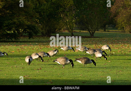 Volée de bernaches du Canada (Branta canadensis) pâturage sur pelouse à l'aube Banque D'Images