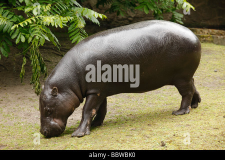 Allemagne Berlin Zoo hippopotame pygmée Choeropsis liberiensis Banque D'Images