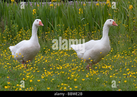 Les oies d'Embden sur Village Green Banque D'Images