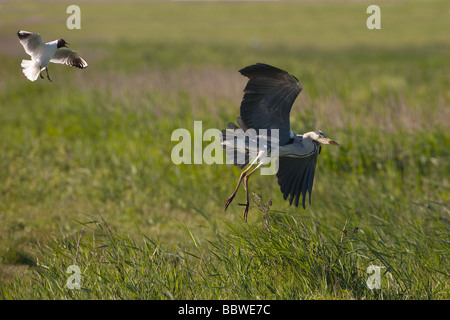 Le héron gris Ardea cinerea est saisi par le Mouette à tête noire Banque D'Images